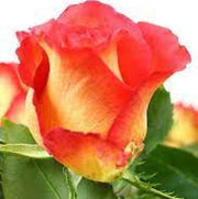 Yellow and Light Red Rose Seeds