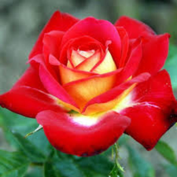 Yellow and Light Red Rose Seeds