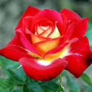 Yellow and Light Red Rose Seeds