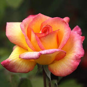 Yellow and Light Red Rose Seeds