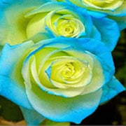 Yellow and Sky Blue Rose Seeds