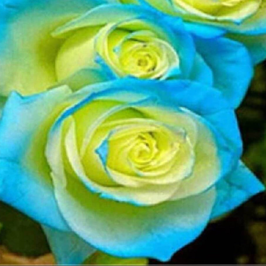 Yellow and Sky Blue Rose Seeds