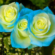 Yellow and Sky Blue Rose Seeds