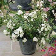 White Fairy Rose Seeds
