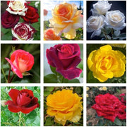 Wildflower Mix Rose Seeds