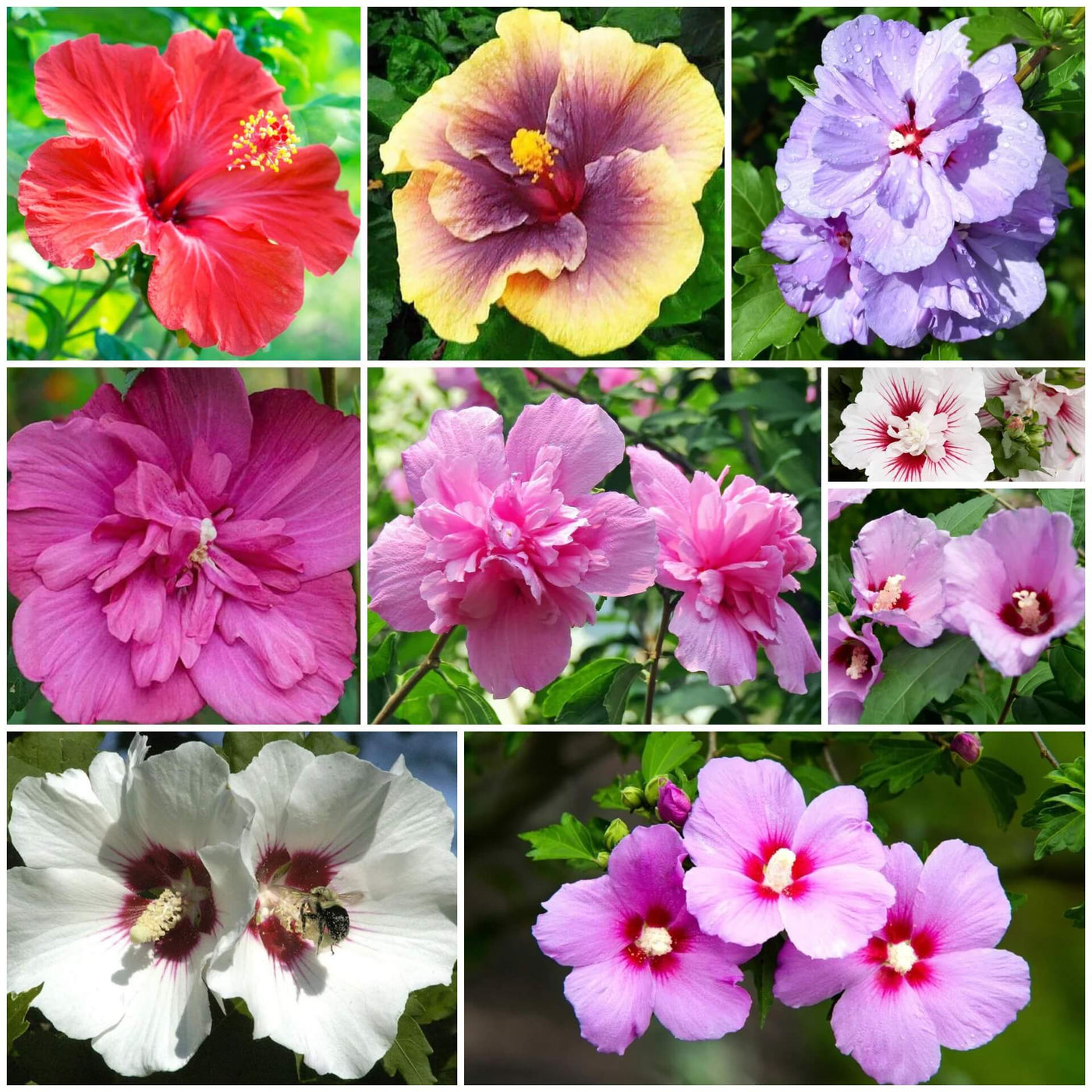Rose Seeds, Hibiscus syriacus Flower Seeds