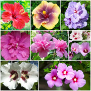 Rose Seeds, Hibiscus syriacus Flower Seeds