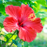 Rose Seeds, Hibiscus syriacus Flower Seeds