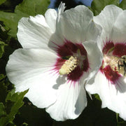 Rose Seeds, Hibiscus syriacus Flower Seeds