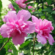 Rose Seeds, Hibiscus syriacus Flower Seeds