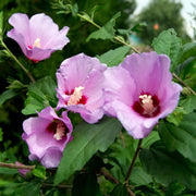 Rose Seeds, Hibiscus syriacus Flower Seeds