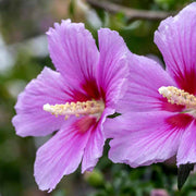 Rose Seeds, Hibiscus syriacus Flower Seeds