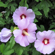 Rose Seeds, Hibiscus syriacus Flower Seeds