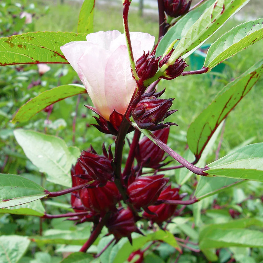 Roselle Seeds – Hibiscus sabdariffa