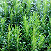 Rosemary Seeds - Herbal Plant for Home Gardens Seeds