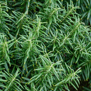 Dark Green Rosemary Seeds, Herbal