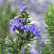 Lavender Rosemary Seeds, Herbal