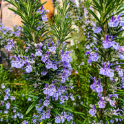 Lavender Rosemary Seeds, Herbal