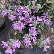 Pink Rosemary Seeds, Herbal