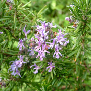 Pink Rosemary Seeds, Herbal
