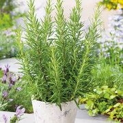 Rosmarinus officinalis Rosemary Seeds, Herbal