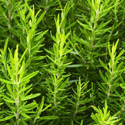 Rosmarinus officinalis Rosemary Seeds, Herbal