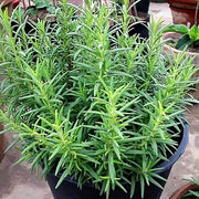 Rosemary Seeds - Herbal Plant for Home Gardens Seeds