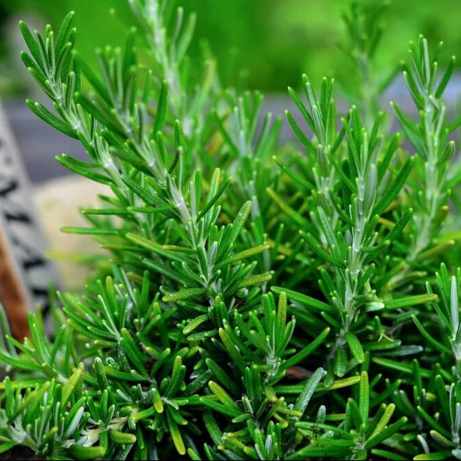 Dark Green Rosemary Seeds, Herbal