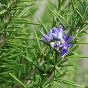 Lavender Rosemary Seeds, Herbal
