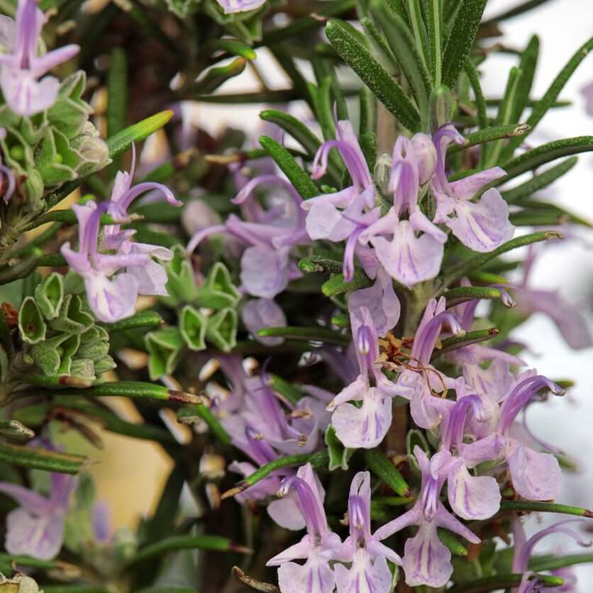 Pink Rosemary Seeds, Herbal