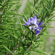 Violet Rosemary Seeds, Herbal