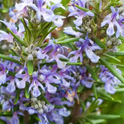 Violet Rosemary Seeds, Herbal