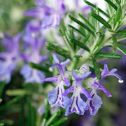 Violet Rosemary Seeds, Herbal