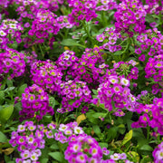Alyssum Seeds – Lobularia maritima