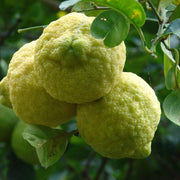Hardy Citrus Rough Lemon Seeds