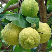 Hardy Citrus Rough Lemon Seeds