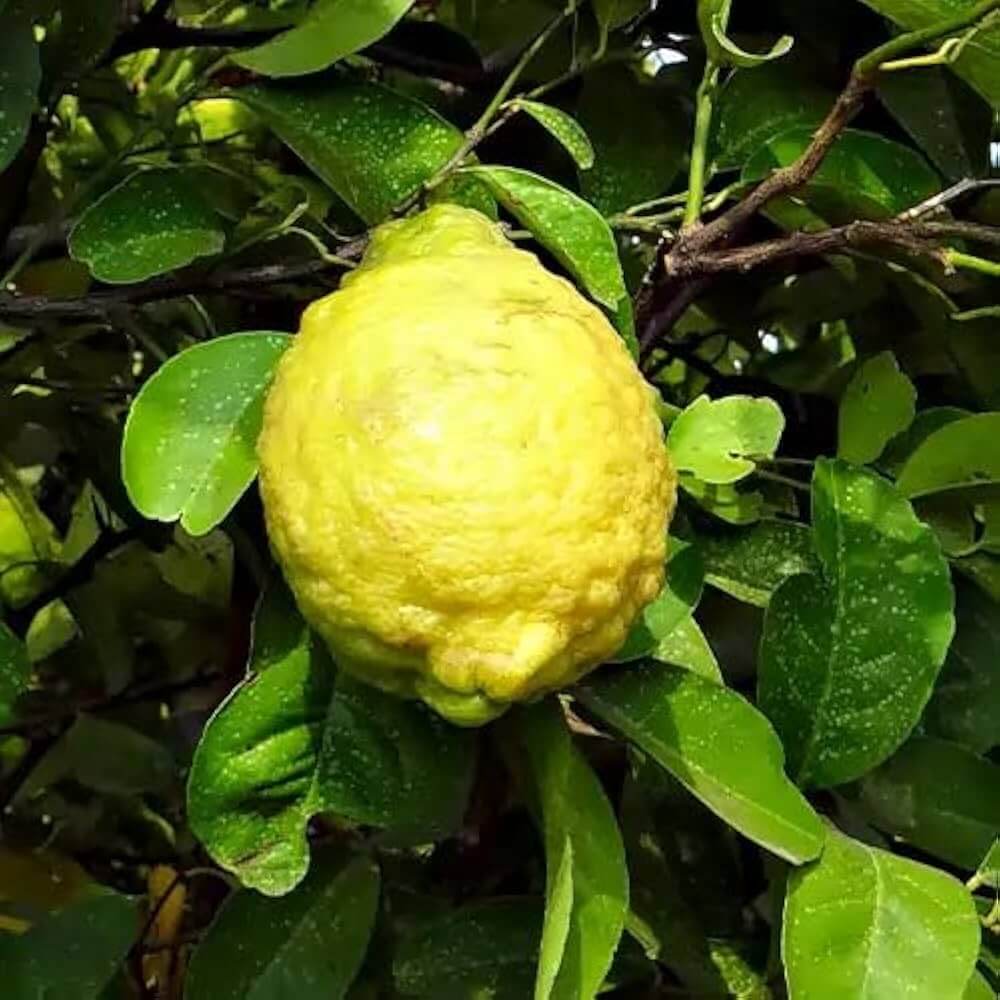 Hardy Citrus Rough Lemon Seeds