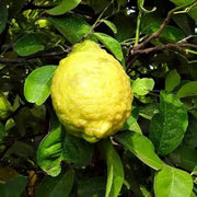 Hardy Citrus Rough Lemon Seeds