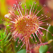 Round-Leaved Sundew Seeds