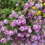 Royal Carpet Alyssum Seeds