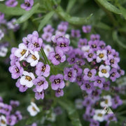 Royal Carpet Alyssum Seeds