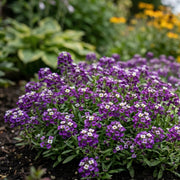 Alyssum Seeds – Lobularia maritima