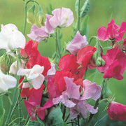 Sweet Pea Seeds – Lathyrus odoratus
