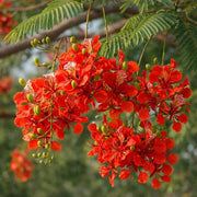 Royal Poinciana Seeds, Delonix regia Flower Seeds