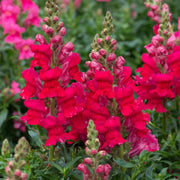 Snapdragon Seeds – Antirrhinum majus
