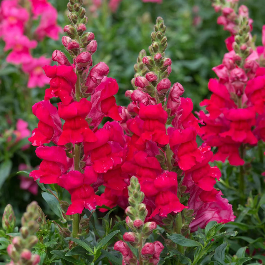 Snapdragon Seeds – Antirrhinum majus