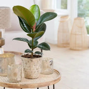 Rubber Seeds, Ficus elastica
