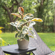 Rubber Seeds, Ficus elastica