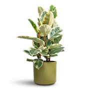 Rubber Seeds, Ficus elastica