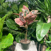 Rubber Seeds, Ficus elastica